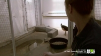 The Zoo US S01E01 HDTV x264-W4F[eztv]