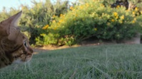 Cat People S01E06 1080p HEVC x265-MeGusta EZTV