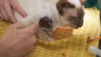 The Yorkshire Vet S17E02 XviD-AFG EZTV