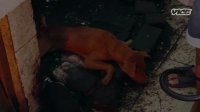 Wet Markets Exposed S01E01 1080p HEVC x265-MeGusta EZTV