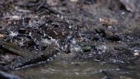Essequibo Hidden River S01E03 XviD-AFG EZTV