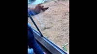 Howie Mandels Animals Doing Things S02E08 WEB x264-TBS [eztv]