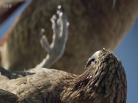 Frozen Planet II S01E03 480p x264-mSD EZTV