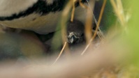 Penguin Town S01E03 1080p WEB H264-BIGDOC EZTV