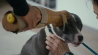 Canine Intervention S01E01 1080p WEB h264-STOUT EZTV Canine Intervention S01E01 1080p WEB h264-STOUT EZTV
