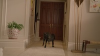 Animal Control S01E08 1080p HEVC x265-MeGusta EZTV