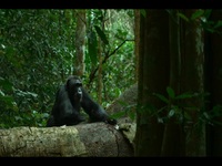 Chimp Empire S01E02 480p x264-mSD EZTV