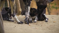 Growing Up Animal S01E04 XviD-AFG EZTV