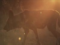 Amazing Dogs S01E03 Africa 480p x264-mSD [eztv]