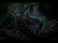 Evolution Earth S01E02 480p x264-mSD EZTV