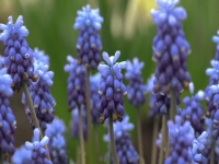 Full Bloom S01E04 480p x264-mSD EZTV Full Bloom S01E04 480p x264-mSD EZTV