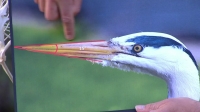 Springwatch S13E09 720p HDTV x264-QPEL[eztv]