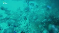 When Sharks Attack S08E06 720p HEVC x265-MeGusta EZTV When Sharks Attack S08E06 720p HEVC x265-MeGusta EZTV