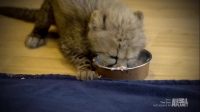 The Zoo US S02E01 HDTV x264-W4F[eztv]