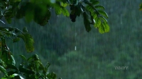Nature S39E05 Primates Protecting Primates 720p HDTV x264-30FPS EZTV