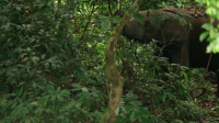 Nature S42E09 Gorilla 720p HEVC x265-MeGusta EZTV