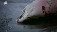 The Alaska Triangle S01E05 1080p HEVC x265-MeGusta EZTV The Alaska Triangle S01E05 1080p HEVC x265-MeGusta EZTV
