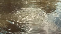 Swamp People S13E12 XviD-AFG EZTV Swamp People S13E12 XviD-AFG EZTV