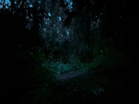 Super Natural S01E01 480p x264-mSD EZTV