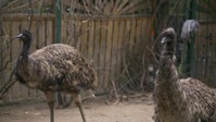 Amazing Animal Friends S01E05 Creature Comforts XviD-AFG EZTV