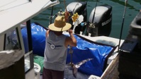 Wicked Tuna S12E03 1080p HEVC x265-MeGusta EZTV
