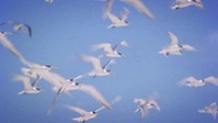 Australia Remastered Oceans S02E02 XviD-AFG EZTV Australia Remastered Oceans S02E02 XviD-AFG EZTV