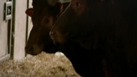 Animal Park S18E12 XviD-AFG EZTV Animal Park S18E12 XviD-AFG EZTV