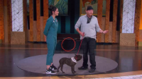 Stupid Pet Tricks S01E07 XviD-AFG EZTV