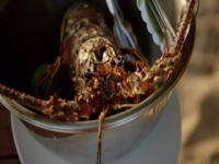 Restaurants on the Edge S02E06 480p x264-mSD [eztv]