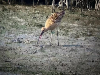 Nature S42E10 Flyways 480p x264-mSD EZTV Nature S42E10 Flyways 480p x264-mSD EZTV