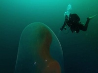 The Proof Is Out There S02E09 480p x264-mSD EZTV