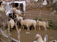 Wet Markets Exposed S01E04 Albania 480p x264-mSD EZTV Wet Markets Exposed S01E04 Albania 480p x264-mSD EZTV
