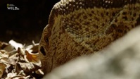 Africas Deadliest S07E03 Small But Deadly XviD-AFG EZTV
