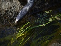 Deadly Australians S01E01 Forests 480p x264-mSD EZTV Deadly Australians S01E01 Forests 480p x264-mSD EZTV