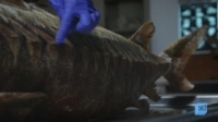 Mythical Beasts S01E10 HDTV x264-W4F [eztv]