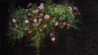 Full Bloom S01E06 XviD-AFG EZTV