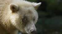 Planet Earth III S01E05 XviD-AFG EZTV