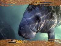 Wild Child S01E05 480p x264-mSD EZTV