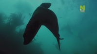 Evolve S01E01 720p HEVC x265-MeGusta EZTV Evolve S01E01 720p HEVC x265-MeGusta EZTV