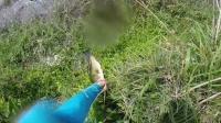 Nature Gone Wild S01E11 XviD-AFG EZTV Nature Gone Wild S01E11 XviD-AFG EZTV