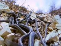 Absurd Planet S01E03 480p x264-mSD [eztv]