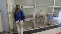 Arctic Vets S01E01 XviD-AFG EZTV Arctic Vets S01E01 XviD-AFG EZTV