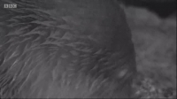 Winterwatch S09E03 XviD-AFG EZTV Winterwatch S09E03 XviD-AFG EZTV