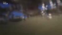 Shark Attacks Files S02E01 720p HDTV x264-CBFM EZTV Shark Attacks Files S02E01 720p HDTV x264-CBFM EZTV