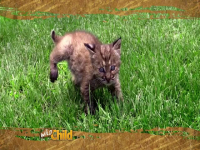 Wild Child S04E14 480p x264-mSD EZTV Wild Child S04E14 480p x264-mSD EZTV