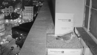 Winterwatch S11E07 720p WEB h264-FaiLED EZTV