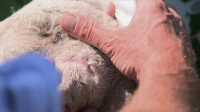 The Yorkshire Vet S18E02 XviD-AFG EZTV