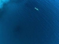 Island Hunters S03E06 Hunting in Belize 480p x264-mSD [eztv]