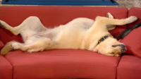 Lost Dogs With Clare Balding S01E01 XviD-AFG EZTV