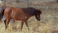 New Leash On Life S01E01 XviD-AFG EZTV